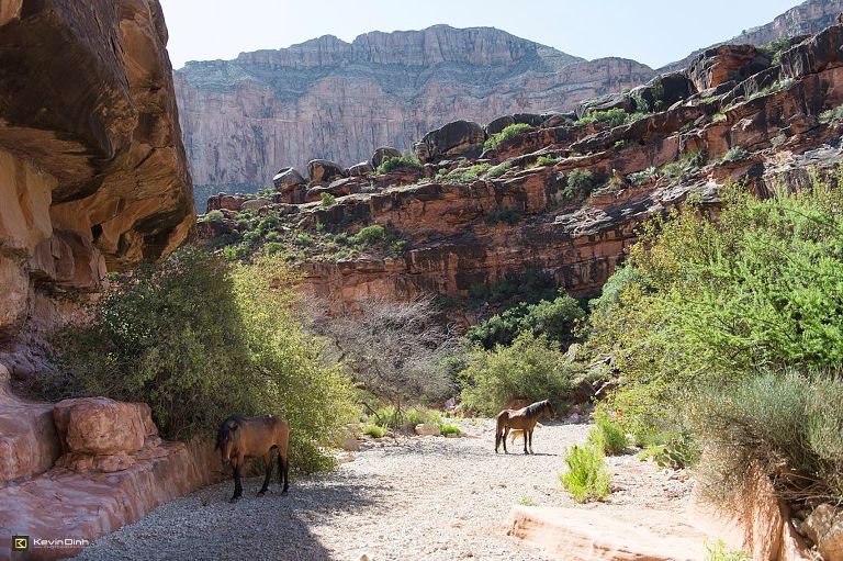 Havasu_Falls_2016-2